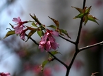 Prunus　’okame’