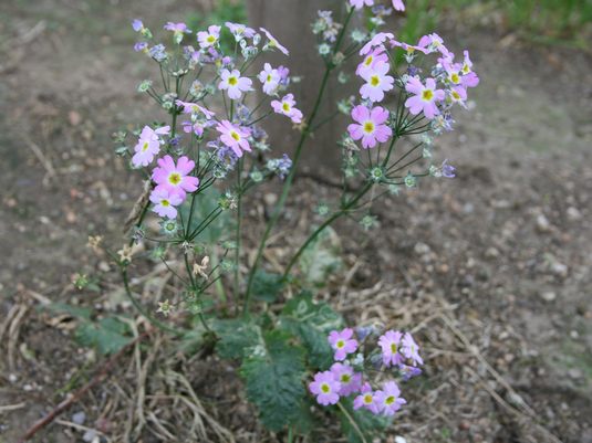 サクラソウ 桜草・サクラソウ】 : ☆ 野草デジカメ日記☆