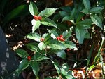 Chloranthus glabra