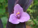 Setcreasea pallida　'Purpurea'
