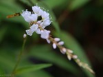 Persicaria japonica