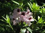 Rhododendron *****