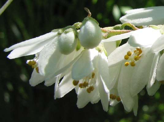 ウノハナウツギ　30ポットセット　卯の花空木　白い純白の花　苗ガーデニング　寄せ植え