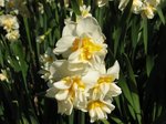 Narcissus tazetta L. ’Plenus’