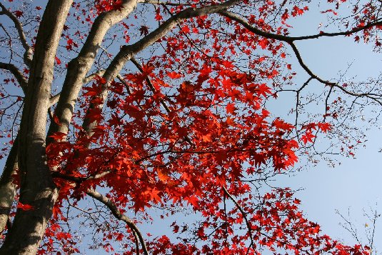 オオモミジ: 草花ブログ『時告風』